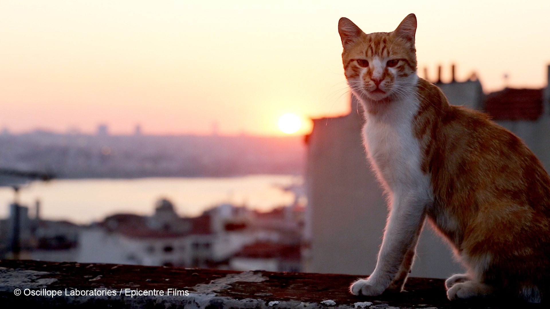Photo d'un chat roux issue du film Kedi