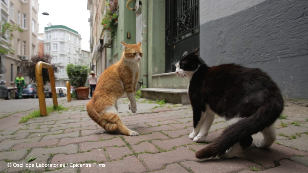 Photo de chats issus du film turc Kedi
