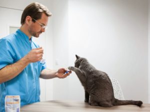 Le Dr Berg qui donne à manger à un chat
