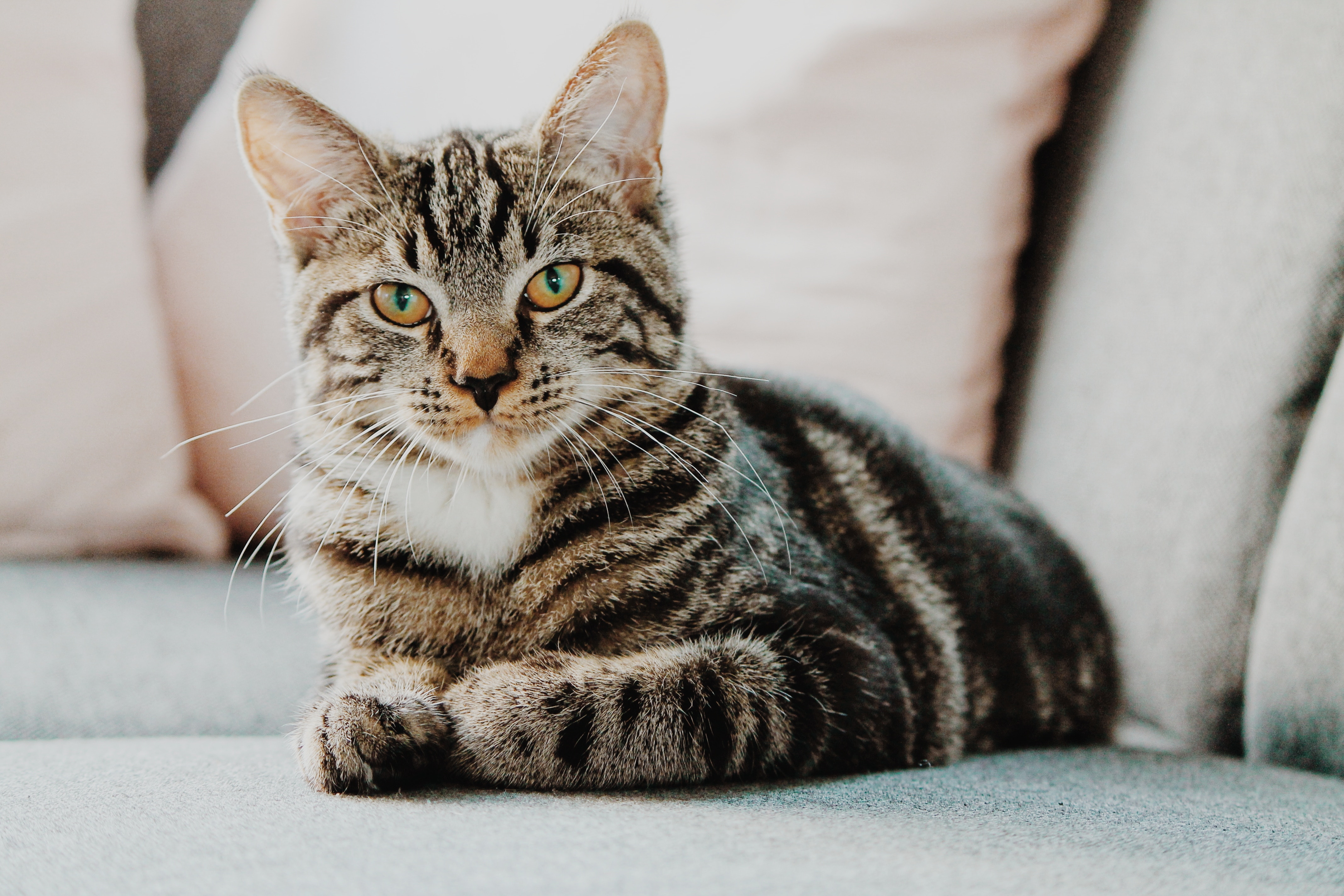 Le Concept Mon Chat Moi Clinique Veterinaire Dediee Aux Chats