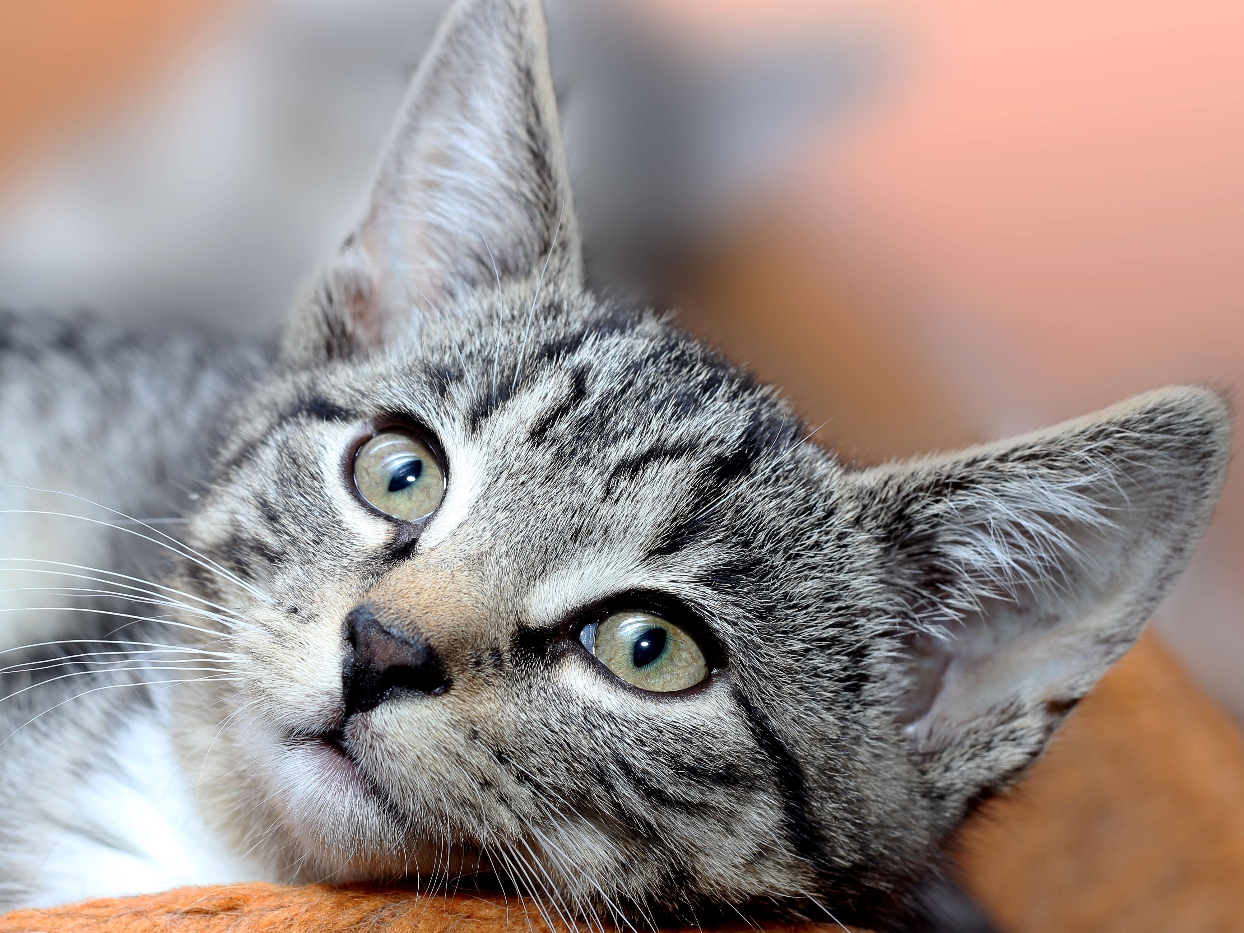 Gale des Oreilles du chat : Symptômes et Traitement - Mon Chat & Moi