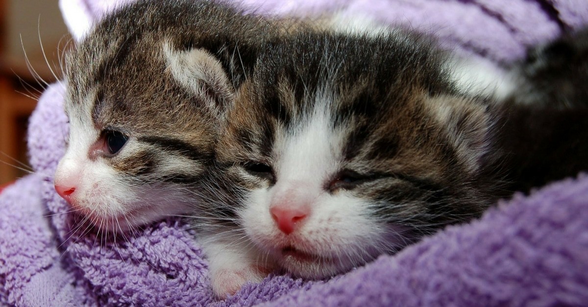 Steriliser Votre Chat Clinique Veterinaire Mon Chat Moi