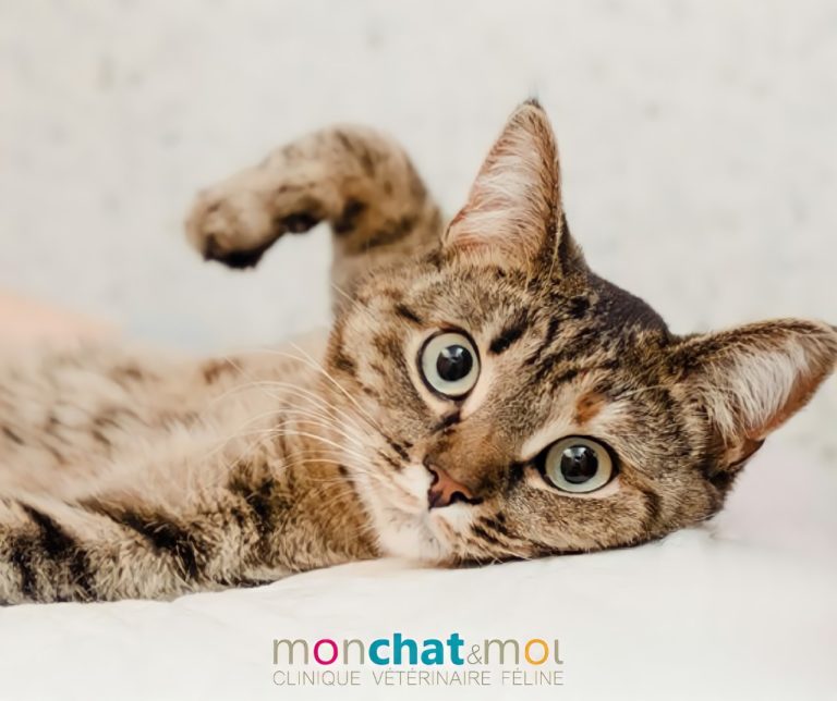 Mon Chat Moi Veterinaires Pour Chats A Nantes Orvault Et Reze Mon Chat Moi Veterinaires Pour Chats A Nantes Orvault Et Reze