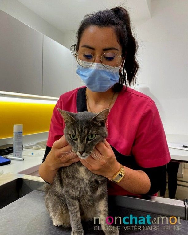Mon Chat Moi Veterinaires Pour Chats A Nantes Orvault Et Reze