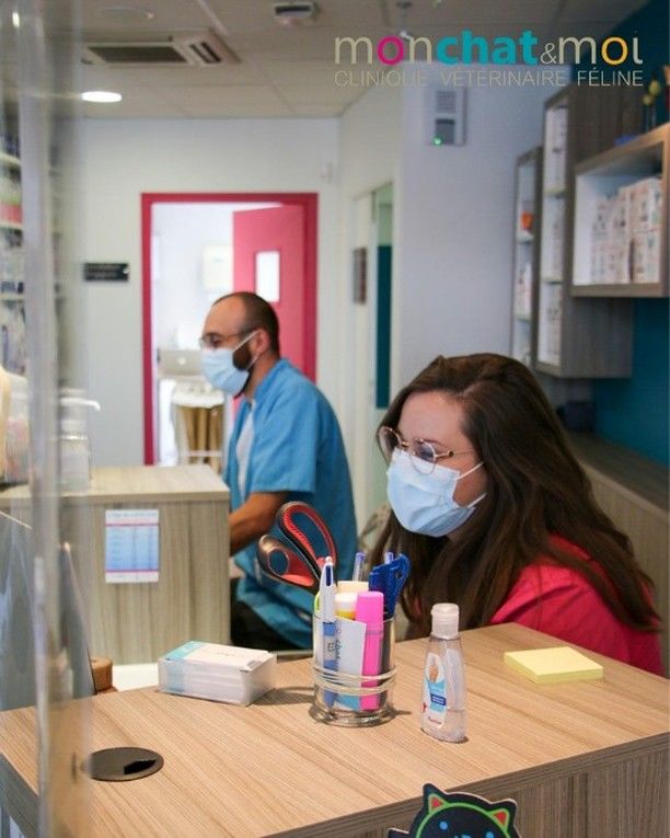 Mon Chat Moi Veterinaires Pour Chats A Nantes Orvault Et Reze
